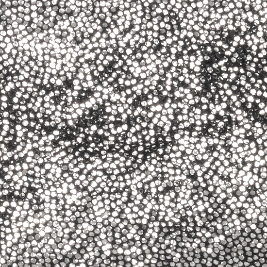 05 - 256 - C. Fucile